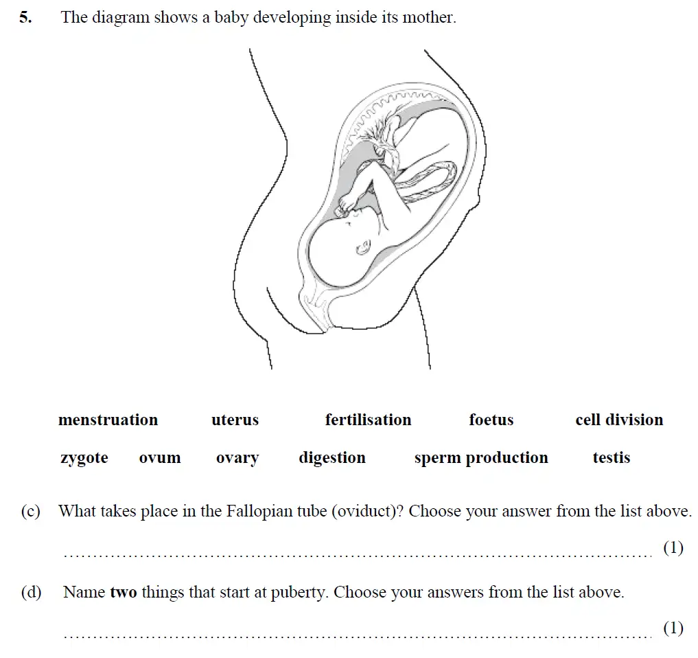 Question 12 - Merchant Taylors School - 13 Plus Biology Exam Paper 2017