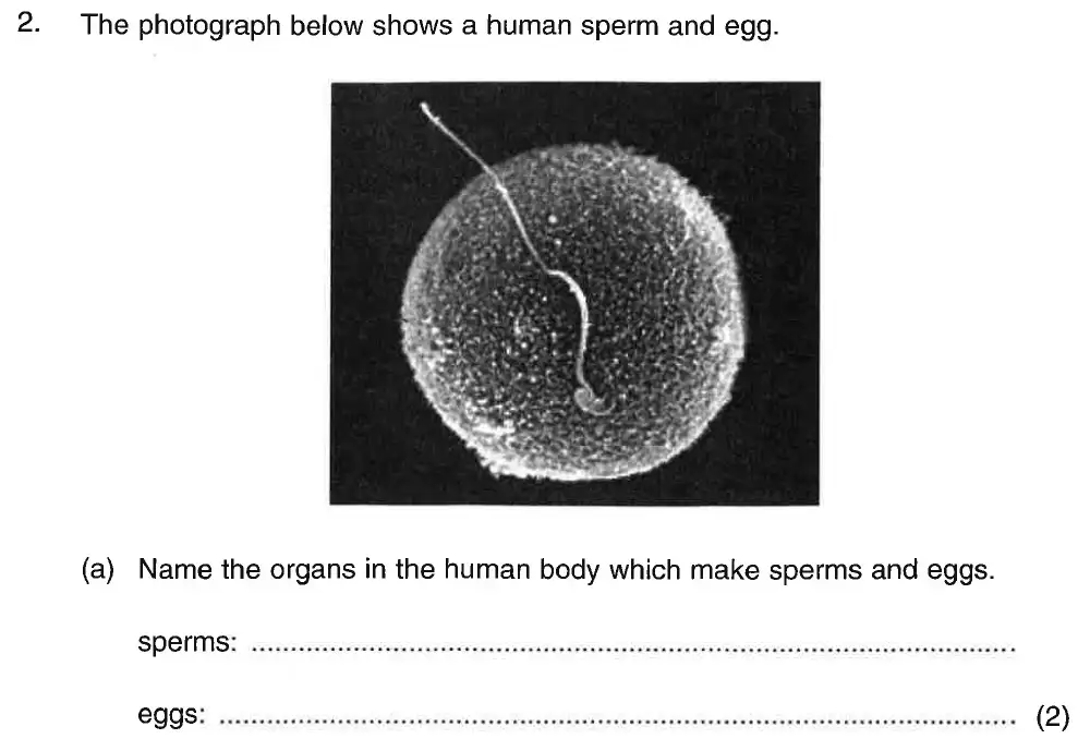 Question 4 - St Georges College Weybridge - 13 Plus Biology Scholarship Exam Paper 2020