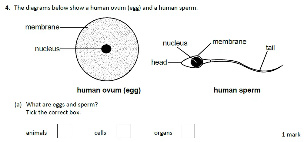 Question 10 - Warwick School - 13 Plus Biology Entrance Exam Paper