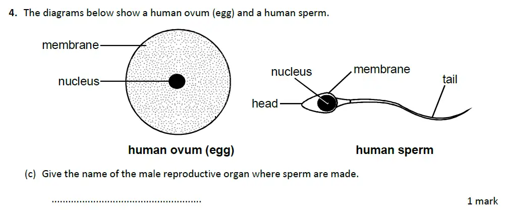 Question 12 - Warwick School - 13 Plus Biology Entrance Exam Paper