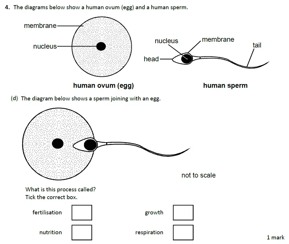 Question 13 - Warwick School - 13 Plus Biology Entrance Exam Paper
