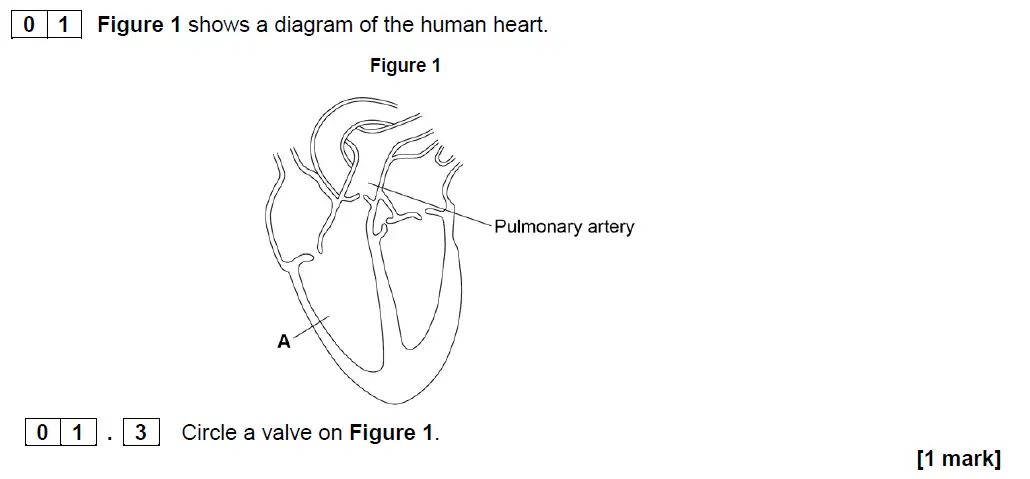 Question 3 - GCSE AQA Foundation Biology Specimen Paper 1