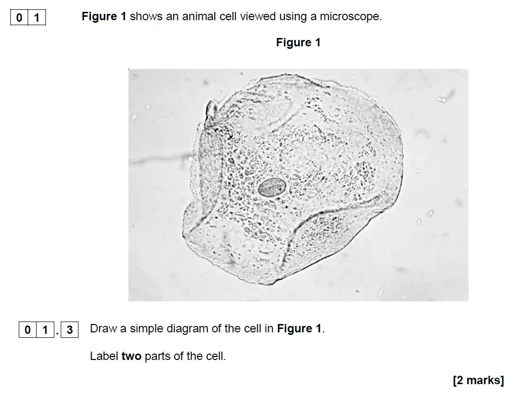 Question 3 - GCSE AQA Higher Biology Past Paper 1 - June 2019