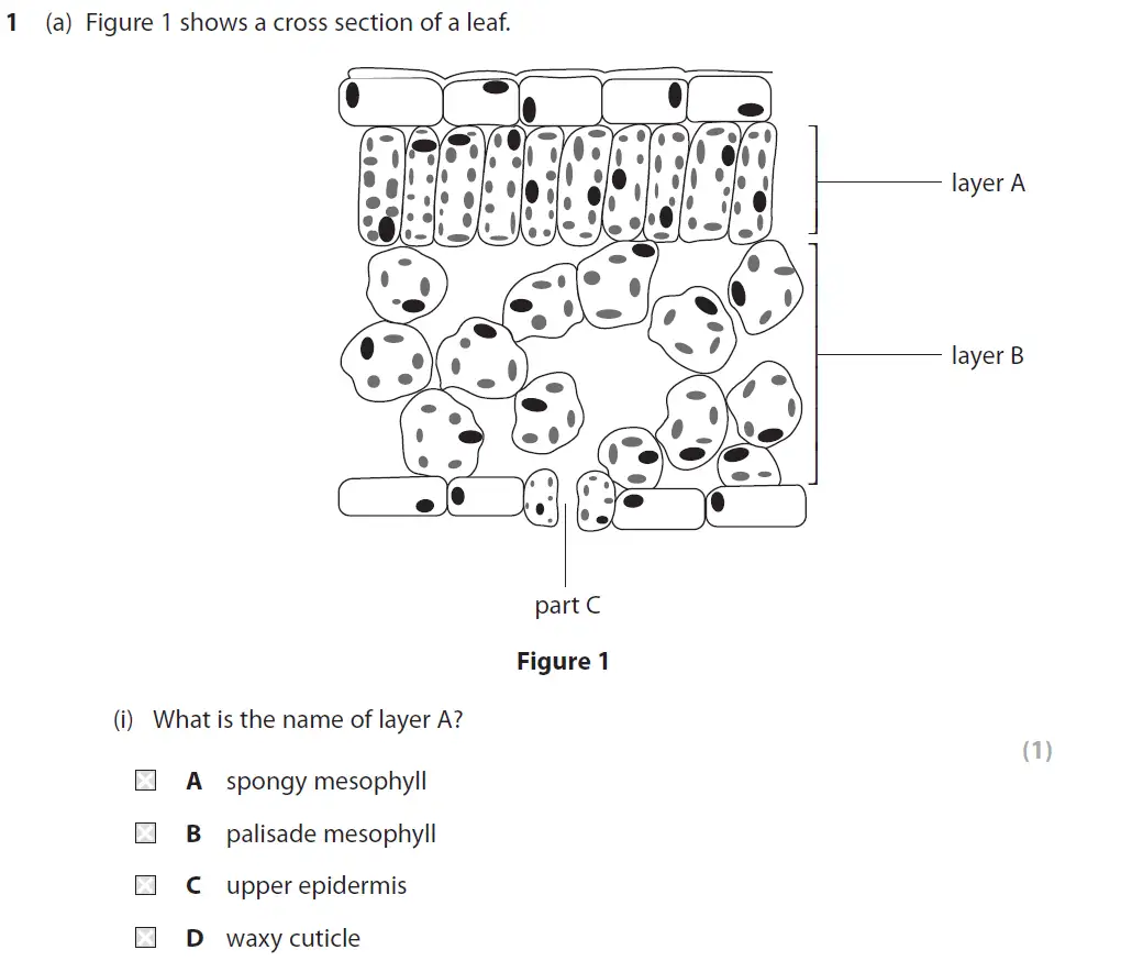 Question 1 - GCSE Edexcel Higher Biology Past Paper 2 - June 2019