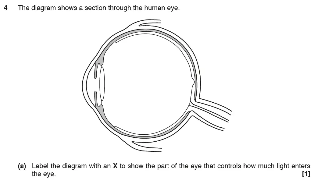 Question 8 - GCSE OCR Higher Biology Past Paper 1 - June 2017
