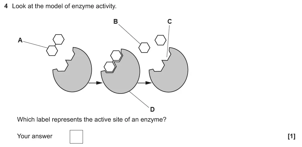 Question 4 - GCSE OCR Higher Biology Past Paper 3 - June 2019